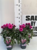 FOUR GARDENETTA DAHLIA LILAC IN TWO LITRE SQUARE POTS TO BE SOLD FOR THE FOUR