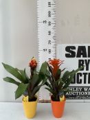 TWO GUZMANIA BALL BROMELIA HOUSE PLANTS IN VIBRANT CERAMIC POTS. APPROX 50CM TALL, TO BE SOLD FOR
