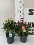TWO ECHINACEA IN MIXED COLOURS IN 2 LTR POTS. APPROX 40-50CM TALL, TO BE SOLD FOR THE TWO