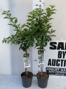 TWO PRUNUS LUSITANICA 'BRENELIA' STANDARD TREES IN 3 LTR POTS. APPROX 120CM TALL, TO BE SOLD FOR THE