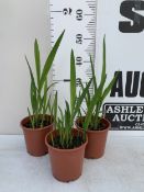 THREE CROCOSMIA 'COPPER TIPS' IN 1.5 LTR POTS. APPROX 50CM TALL, TO BE SOLD FOR THE THREE