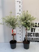 TWO SALIX FLAMINGO STANDARD TREES WITH PLAITED STEMS. IN 3 LTR POTS , APPROX 90-100CM TALL, TO BE
