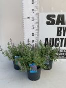 THREE NEPETA PERSIAN BLUE IN 2 LTR POTS. APPROX 30CM TALL, TO BE SOLD FOR THE THREE