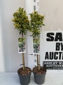 TWO EUONYMUS JAPONICUS 'MARIEKE' STANDARD TREES IN 3 LTR POTS. APPROX A METRE TALL, TO BE SOLD FOR