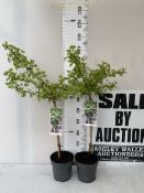 TWO GINKGO BILOBA 'MARIKEN' STANDARD TREES IN 3 LTR POTS .APPROX 100-110CM IN HEIGHT. TO BE SOLD FOR