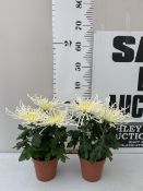 TWO WHITE CHRYSANNE CHRYSANTHEMUM 'FIREWORKS DREAM' IN 1 LTR POTS. APPROX 30-40CM TALL, TO BE SOLD