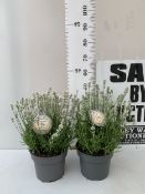 TWO LARGE LAVENDER ANGUSTIFOLIA - THE FRAGRANT 'ARTIC SNOW' WHITE IN 5 LTR POTS. APPROX 50CM TALL,