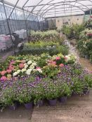 WELCOME TO ASHLEY WALLER HORTICULTURE AUCTION ONLINE - LOTS ARE BEING ADDED DAILY