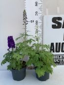 TWO DELPHINIUM MAGIC FOUNTAINS - DARK PURPLE AND WHITE IN 3 LTR POTS. APPROX 40-70CM TALL, TO BE
