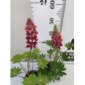 TWO MIXED LUPINS 'RUSSELL HYBRIDS' IN 1 LTR POTS. APPROX 60CM TALL IN FLOWER, TO BE SOLD FOR THE
