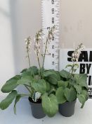TWO HOSTAS IN FLOWER IN 5 LTR POTS. APPROX 50CM TALL, TO BE SOLD FOR THE TWO