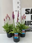 THREE PRIMULA VIALII 'VIALS PRIMROSE' PERENNIALS IN 2 LTR POTS. APPROX 50-60CM TALL, TO BE SOLD