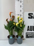 TWO CALLA LILIES ZANTEDESCHIA- ORANGE AND YELLOW. IN 2 LTR POTS, APPROX 60CM TALL, IN FLOWER. TO