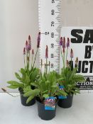 THREE PRIMULA VIALII 'VIALS PRIMROSE' PERENNIALS IN 2 LTR POTS. APPROX 50-60CM TALL, TO BE SOLD