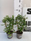 TWO BLUE PLUMBAGO PLANTS ON A TRELLIS, PATIO READY. IN 2 LTR POTS APPROX 50CM TALL, TO BE SOLD FOR