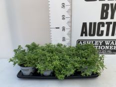EIGHT CALIBRACHOA MINI PETUNIAS IN P9CM POTS ON A TRAY. TO BE SOLD FOR THE EIGHT
