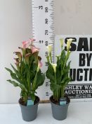 TWO CALLA LILIES ZANTEDESCHIA- PINK AND WHITE. IN 2 LTR POTS, APPROX 60CM TALL, IN FLOWER. TO BE