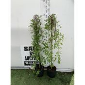 TWO LARGE SALIX CAPREA 'KILMARNOCK' WEEPING WILLOW IN 7 LTR POTS. APPROX 160CM TALL, TO BE SOLD