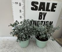 TWO EUCALYPTUS GUNNI 'FRESH LOUIS' IN 3 LTR POTS. APPROX 40CM TALL, TO BE SOLD FOR THE TWO