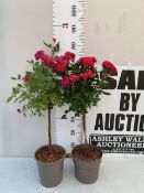 TWO PINK STANDARD ROSES IN FLOWER IN 3 LITRE POTS, APPROX 80CM TALL. TO BE SOLD FOR THE TWO