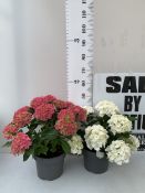 TWO LARGE MOPHEAD HYDRANGEAS IN FLOWER IN 5 LTR POTS. ONE PINK, ONE WHITE APPROX 40-50CM TALL. TO BE
