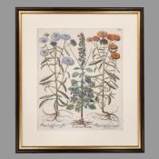 BESLER, Basilius: Teucrium verum (Katzengamander)