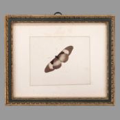 DEUTSCHER MEISTER: Falter (Acraea Bematistes alcinoe)