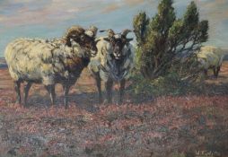 Willy Tiedjen, Heidschnucken auf der Heide, signiert, Öl auf Holz, 44 x 61 cm / Willy Tiedjen,
