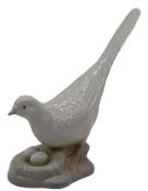 Taube auf einem Vogelnest