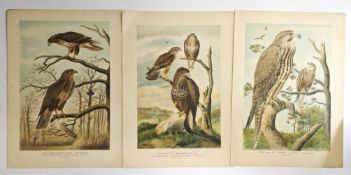 11 große Lithografien mit Vogeldarstellungen um 1815