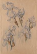 Stephanie Davies (British, 20th Century) - Pale Blue Irises - Watercolour and gouache - 49.5 x 34.