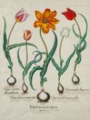 Basilius Besler (German,