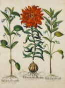 Basilius Besler (German,