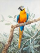 *Philip Rickman (British, 1891-1982) - Macaw parrot - Watercolour - 55.5 x 41.