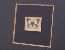 A pair of gouache miniatures by Birgitte Hendil [Danish b 1944] of a Lapwing and a Butterfly. [2]