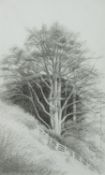 *Annie Ovenden (British, b 1945) - Beech tree,