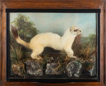 M Murray & Son of Lancashire taxidermy model of a white Stoat.