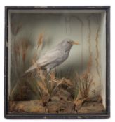 An early 20th century taxidermy Grey Starling,
