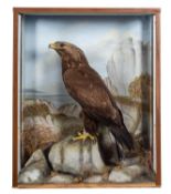 A late 19th Century Taxidermy of a Golden Eagle by F Sergent of Oban.