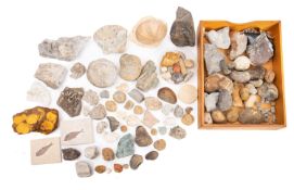 A collection of various fossils. Including a Shark tooth, anemones and fish etc.