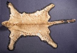 A taxidermy Leopard skin rug, unsigned, the head inset with glass eyes,
