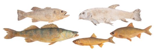 A collection of five unmounted taxidermy fish.