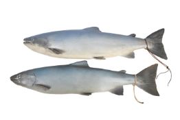 Two painted plaster models of Salmon.