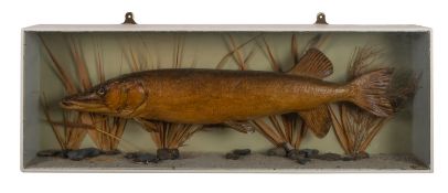 A taxidermy of a Northern Pike.