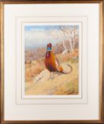 *Richard Robjent (British, b. 1937) - Ring-necked pheasants - 28 x 22cm - 49.