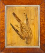 19th Century School - A trompe l'oeil still life with a dead kestrel hung against wooden panelling