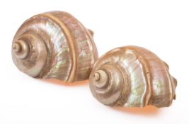 A pair of late 19th/early 20th century nautilus shells, 12cm and 13cm long.
