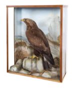 A late 19th Century Taxidermy of a Golden Eagle by F Sergent of Oban.