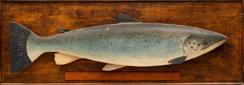 An early 20th Century painted wooden trophy salmon.