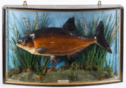A cased taxidermy Bronze Bream mounted by M R Grace, Camelford,